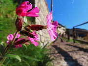 03 Silene dioica salendo al Cantello